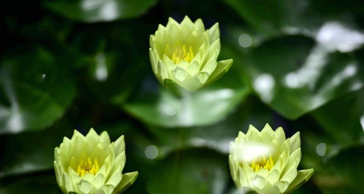 缘起水波间，各色睡莲花语（探寻睡莲花语的世界）