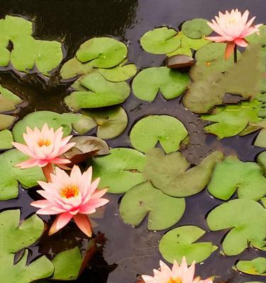 缘起水波间，各色睡莲花语（探寻睡莲花语的世界）