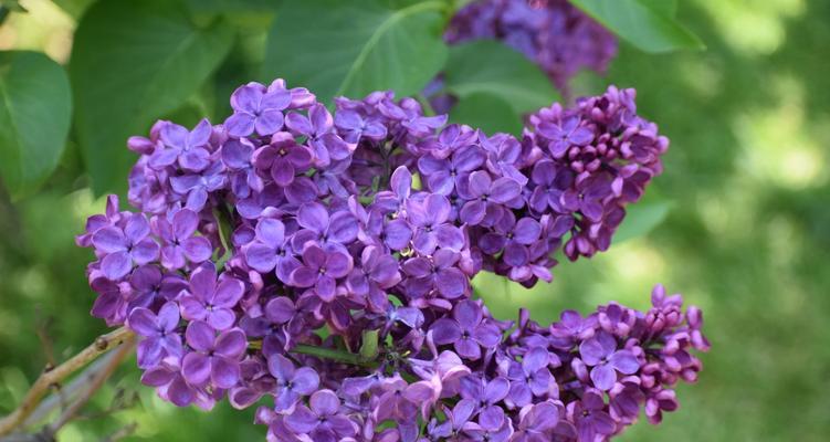 丁香花语的魅力（传达爱意与祝福的芬芳之语）