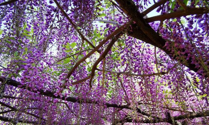 紫藤花语及寓意（探索紫藤的浪漫与神秘）