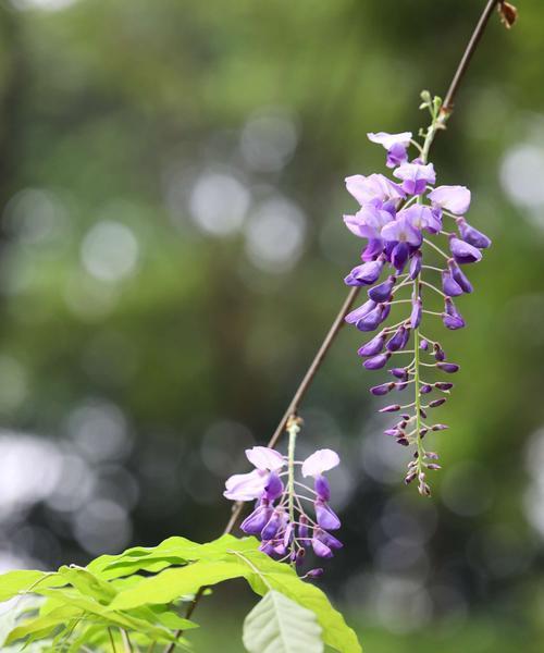 紫藤花语及寓意（探索紫藤的浪漫与神秘）