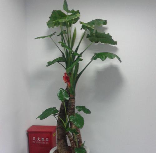 植物室内装饰的意义——让生活更美好（以观赏植物室内装饰）