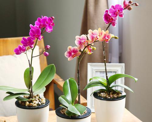 植物室内装饰的意义——让生活更美好（以观赏植物室内装饰）