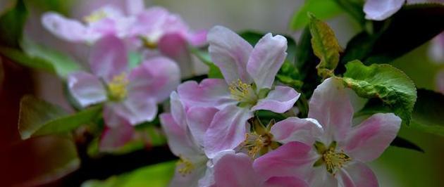 观叶海棠花语-生命之美（探寻叶海棠的花开意义）