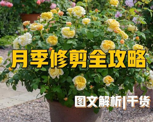 灌木月季（探索灌木月季的魅力与养护技巧）
