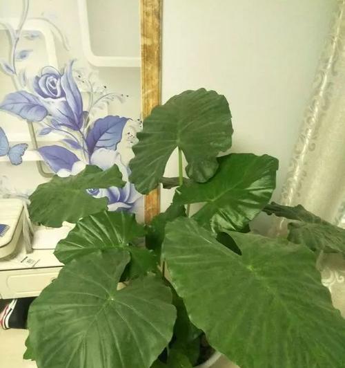 龟背竹的花语——坚韧不拔的生命力（揭示坚韧）
