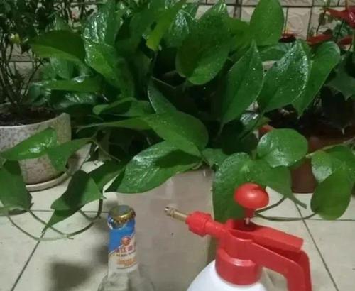 以龟背竹浇花，呈现自然之美（探索植物与人类的和谐共生）