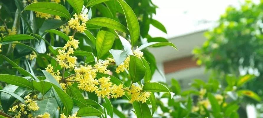 桂花的花语与含义（探寻桂花的情感象征与传统文化内涵）