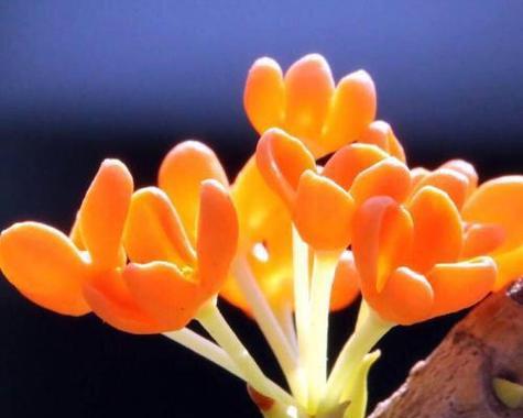 桂花的花语与含义（探寻桂花的情感象征与传统文化内涵）