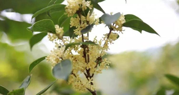 桂花花语的深刻意义（探索桂花花语传递的情感与启示）