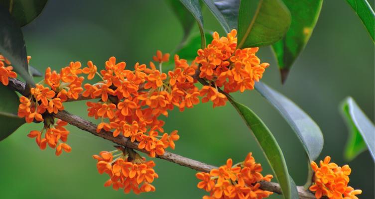 桂花开花寓意——美好的象征（桂花盛开的美丽景象以及它所代表的寓意）
