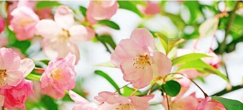 海棠花语——守护爱与美的象征（海棠花语的意义与传承）