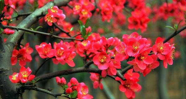 海棠花语——守护爱与美的象征（海棠花语的意义与传承）