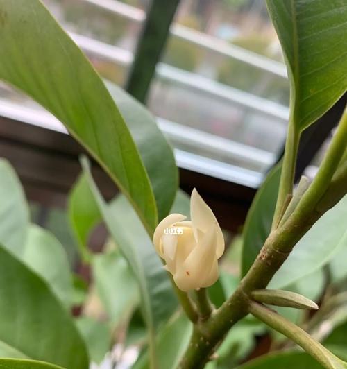 含笑花的意义及象征（探寻含笑花的历史与文化背景）