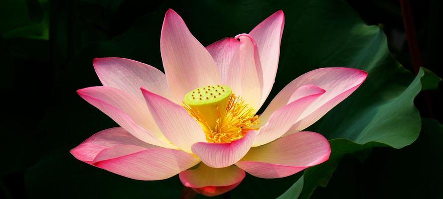 荷花之美（荷花的五彩斑斓）