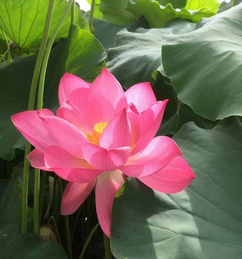 荷花的花语及象征意义（荷花的美丽与坚强）