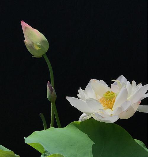 荷花花语（探寻荷花花语的深刻内涵）