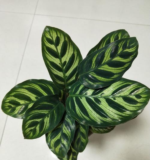 荷花竹芋的花语与寓意（深入探索荷花竹芋背后的花语）