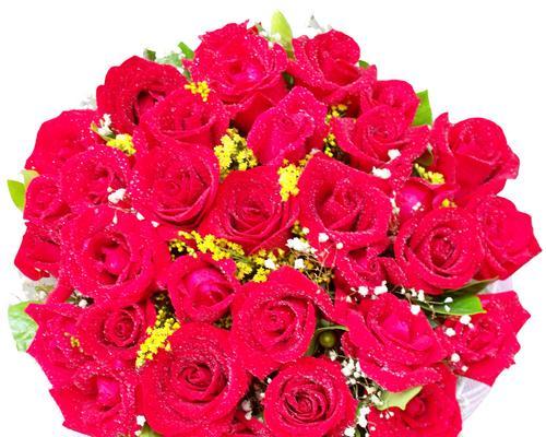 黑红玫瑰花花语（黑红玫瑰的花语解读与意义）