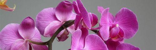 蝴蝶兰，魅力四溢的花语之美（追寻蝴蝶兰的芬芳）