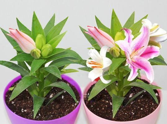 黄金霸百合花语（探寻黄金霸百合的花语与寓意）
