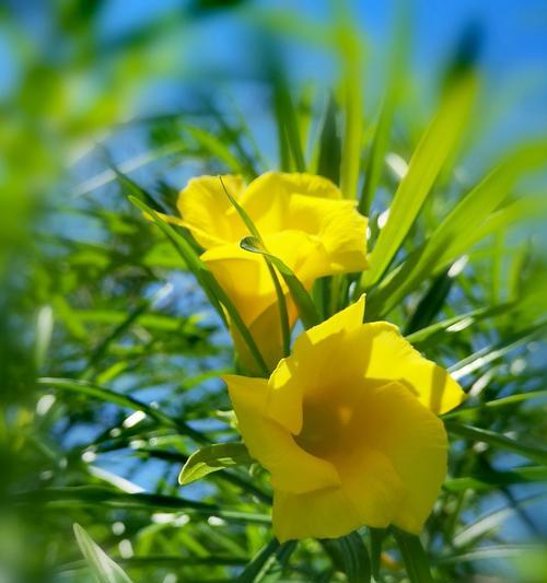 夹竹桃花语传说（探寻夹竹桃花语的来源与意义）