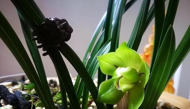 家中养兰花的益处与重要性（打造舒适室内环境）