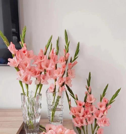 剑兰花花语解析-优雅与坚韧并存的象征（探寻剑兰花所传达的不同寓意与情感）
