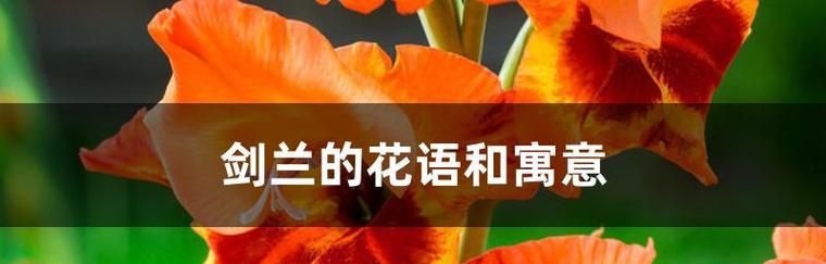 剑兰花花语解析-优雅与坚韧并存的象征（探寻剑兰花所传达的不同寓意与情感）