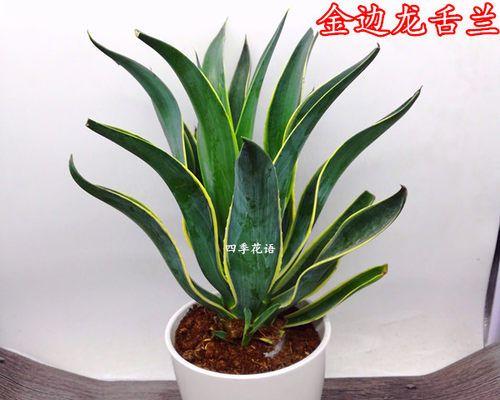 金边龙蛇兰的神秘花语（解读金边龙蛇兰的15种不同花语）
