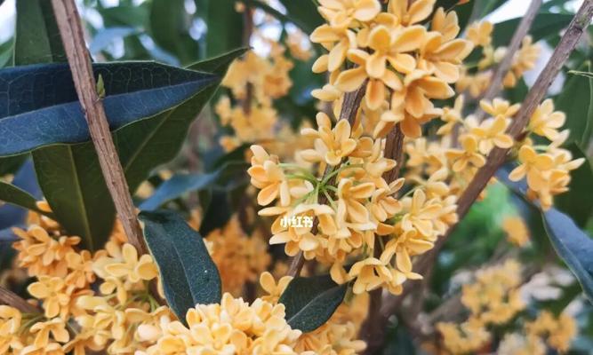 金桂花树的花语与意义（探寻金桂花树的传统象征与文化内涵）