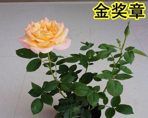 金奖章月季花语（金奖章月季花语揭示了盛世之花的美丽寓意）