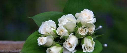 金香玉玫瑰花语（金香玉玫瑰）