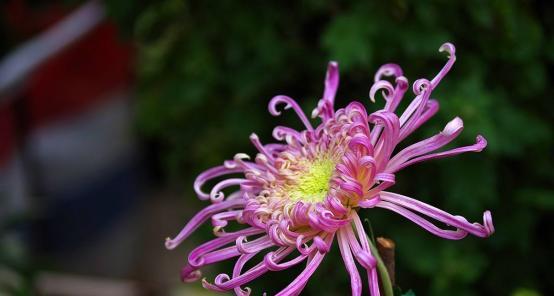 菊花的花语与寓意（探索菊花的花语及其象征意义）