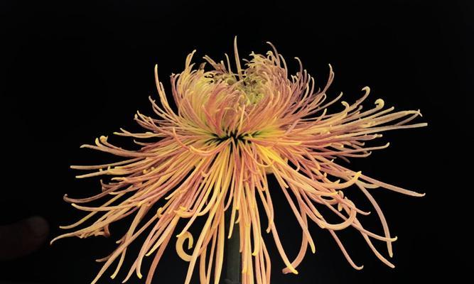 菊花的花语（菊花的多样花语与传统文化）