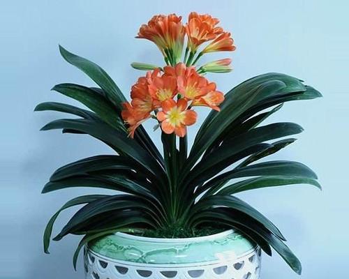 以君子兰的花名代表什么（探索君子兰花名的深意及其象征意义）