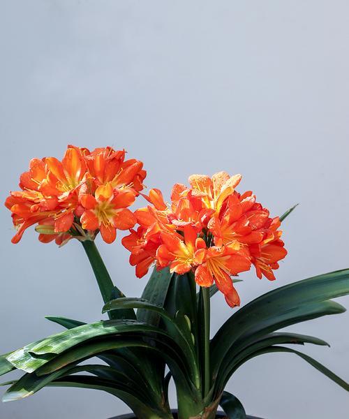 以君子兰的花名代表什么（探索君子兰花名的深意及其象征意义）