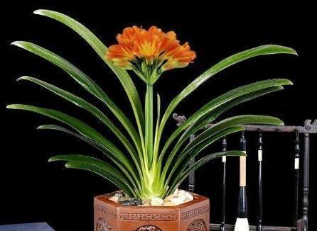 君子兰花的花语与寓意（揭秘君子兰花的花语）