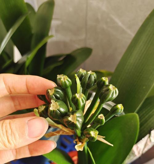 以君子兰花为主题的象征意义剖析（君子兰花的高贵与纯洁）
