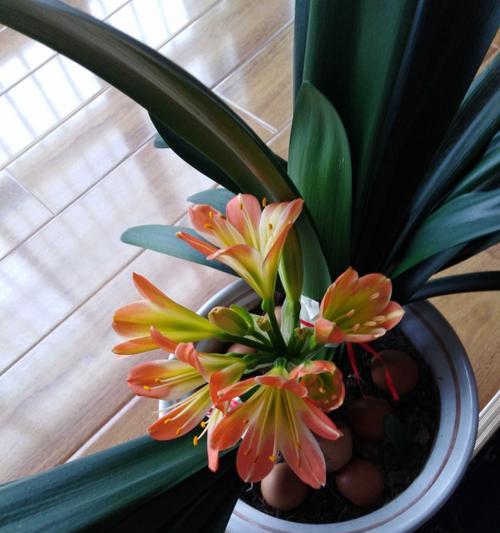 以君子兰一年开两次花寓意（探寻君子兰的花开花谢之道）