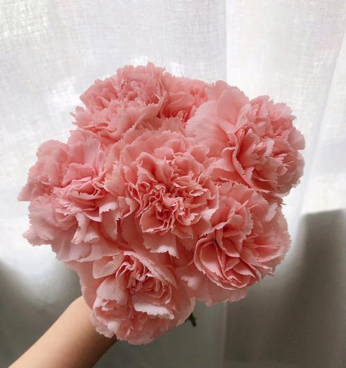 康乃馨花的意义与象征（传达爱与尊敬的鲜花之选）