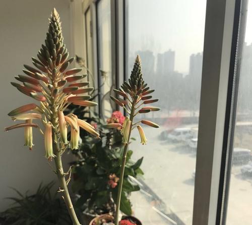 孔雀芦荟花语（揭示孔雀芦荟的花语之谜）
