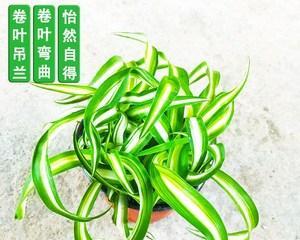 宽叶吊兰花语与意义（探寻宽叶吊兰的花语之美）