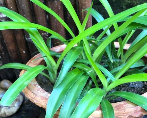 宽叶吊兰花语与意义（探寻宽叶吊兰的花语之美）