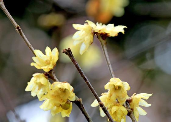 腊梅花的花语（揭秘腊梅花花语背后的含义）