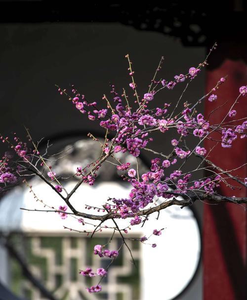 腊梅花的花语（揭秘腊梅花花语背后的含义）