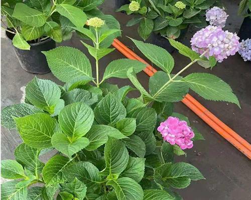 《蓝边八仙花的花语及其神奇之处》（揭秘蓝边八仙花的意义与特点）