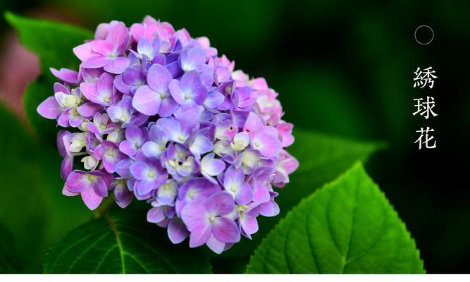 《蓝边八仙花的花语及其神奇之处》（揭秘蓝边八仙花的意义与特点）