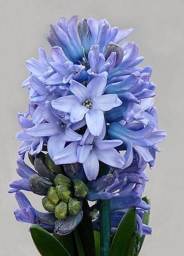 蓝色风信子花语与寓意（揭秘蓝色风信子的花语及象征意义）
