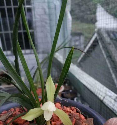 解读兰花飞肩（兰花飞肩的起源与发展及其时尚文化内涵）